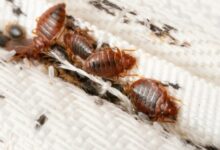 detection-and-identification-of-bed-bugs