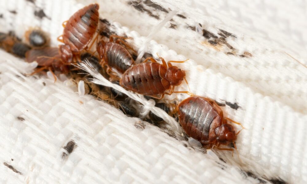 detection-and-identification-of-bed-bugs