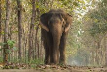 cites-praises-india’s-vantara-for-setting-global-standards-in-animal-welfare-and-conservation