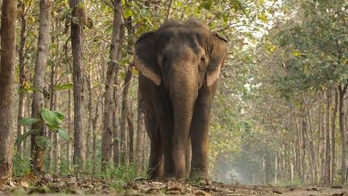 cites-praises-india’s-vantara-for-setting-global-standards-in-animal-welfare-and-conservation