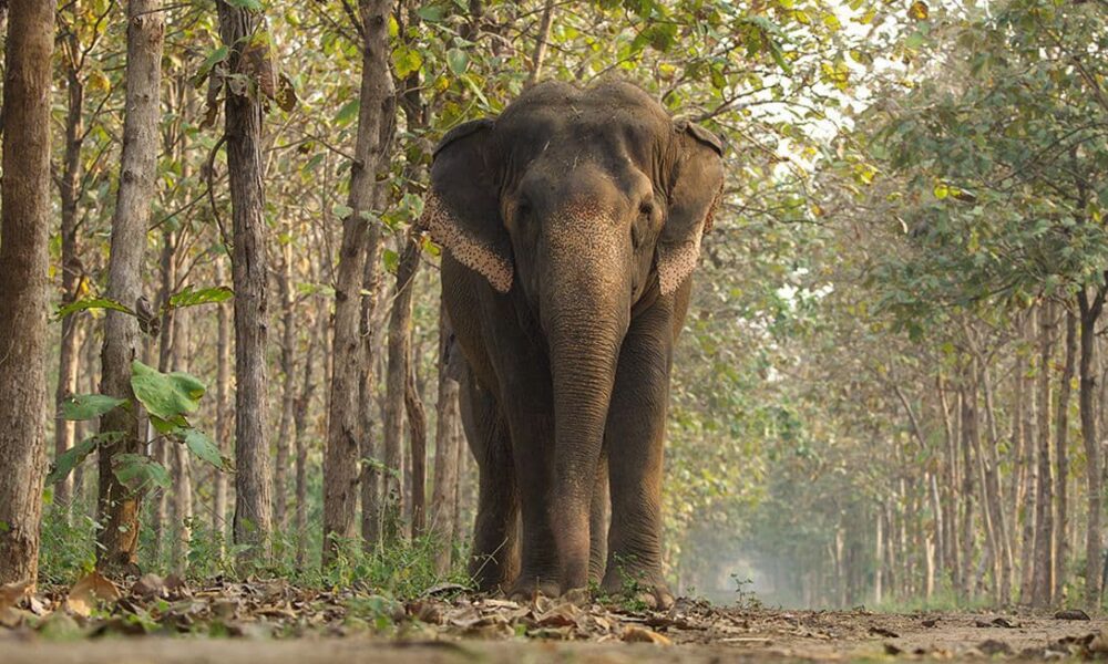 cites-praises-india’s-vantara-for-setting-global-standards-in-animal-welfare-and-conservation